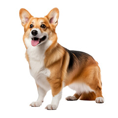 An adorable full-body image of a Pembroke Welsh Corgi dog standing alert on a transparent background, showcasing its compact frame and fox-like features.