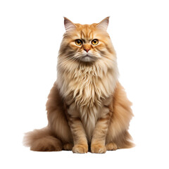 Obraz premium Full-body Persian cat with lush fur posed elegantly, showcased on a transparent backdrop for versatile use.