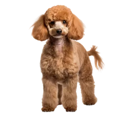Rolgordijnen Full-body poodle dog illustration, standing pose, detailed fur texture, isolated on a transparent background for versatile use. © INORTON