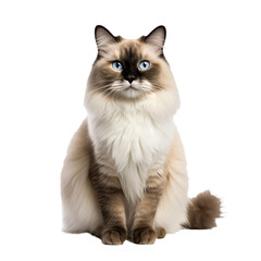 Obraz premium A full-bodied Ragdoll cat sits gracefully, its lush fur and striking blue eyes showcased against a transparent backdrop.