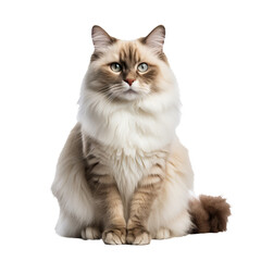 Obraz premium Ragdoll cat with plush coat in full body pose, isolated on transparent background, showcasing its distinct color points and fluffy appearance.