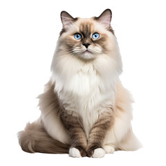 Ragdoll cat with soft fur poses gracefully, displaying full body on a transparent background, showcasing its fluffy tail and blue eyes.