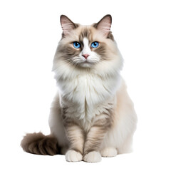 Obraz premium A Ragdoll cat with soft, long fur and striking blue eyes is displayed in a relaxed full-body pose against a transparent background.