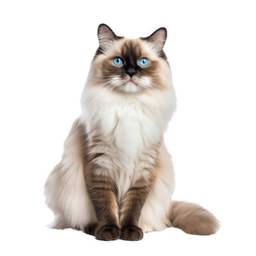 A full-bodied Ragdoll cat, with its distinct markings and plush coat, is elegantly positioned against a transparent backdrop.
