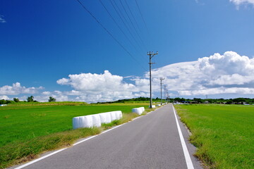 Fototapeta premium 沖縄県小浜島 シュガーロードと青空