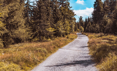 A road in the mountains through the forest - Jagodna Mountain