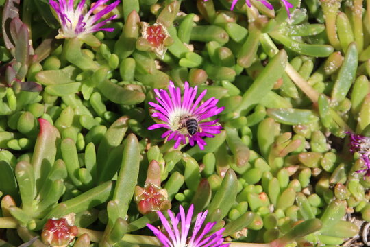 Native bee collecting pollen from a pigface flower (Carpobrotus sp.), Lakes National Park, Loch Sport, East Gippsland, Victoria, Australia.