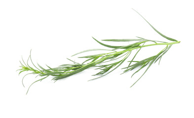 One sprig of fresh tarragon on white background