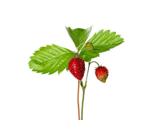 Stems of wild strawberry with berries and green leaves isolated on white