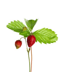 Stems of wild strawberry with berries and green leaves isolated on white
