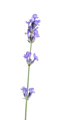 Fototapeta na wymiar Beautiful blooming lavender flower isolated on white