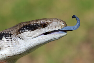 Australian Blue-tongue lizard showing tongue