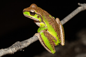 Australian Blue Mountains Tree Frog