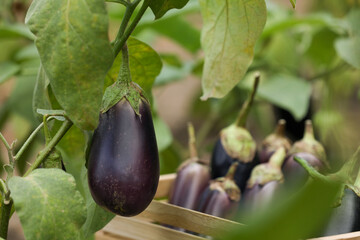 One ripe eggplant growing on stem outdoors. Space for text