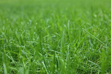 Fresh green grass growing outdoors in summer, closeup