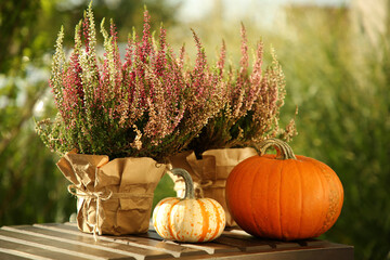 Beautiful heather flowers in pots and pumpkins on wooden table outdoors - obrazy, fototapety, plakaty