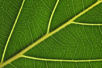 Texture of green leaf as background, macro photo