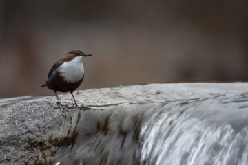 merlo acquaiolo (Cinclus cinclus) dipper
