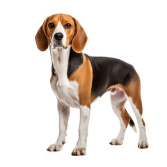 Beagle dog depicted in full body pose, standing sideways, with detailed coat colors and markings, rendered on a transparent background.