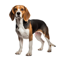 Beagle dog in full stance, ears perky, displaying its tricolor coat, rendered with clear detail against a transparent backdrop.