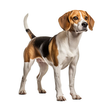Beagle dog standing side-on, ears perked, tail up, displaying full-body on a clear transparent background.