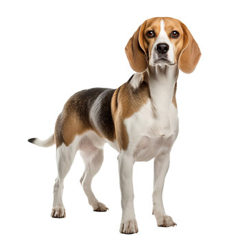 Beagle dog in full pose, distinct with tri-color coat displayed on a transparent background.