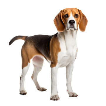 Beagle dog in full stance, showcasing its tri-color coat and floppy ears, positioned against a clear transparent background for versatile use.