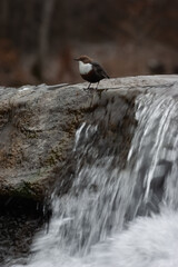 merlo acquaiolo (Cinclus cinclus) dipper