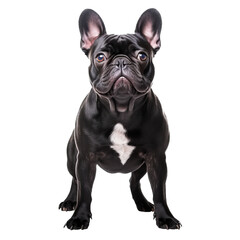 Fototapeta premium French bulldog, full body displayed, standing on a clear transparent background.