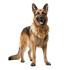 Fototapeta premium A full-bodied German shepherd stands alert, its silhouette crisp against a transparent backdrop, showcasing its robust physique and attentive gaze.