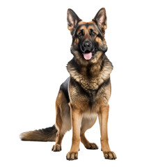 A full-body depiction of a German Shepherd dog, standing alert and poised, presented on a clean, transparent background for versatile use.