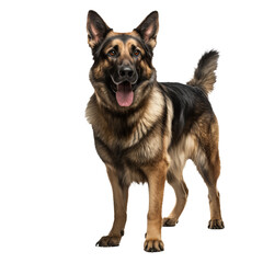 Fototapeta premium German shepherd, full body displayed, poised stance, on a clear, transparent background, showcasing its strong build and alert demeanor.