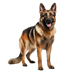 Fototapeta premium Full-body German Shepherd dog standing attentively, depicted with clarity on a transparent background for versatile use.