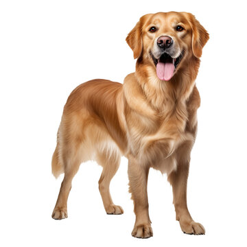 Golden retriever in full stance, displaying its lush coat and friendly demeanor against a clear backdrop.