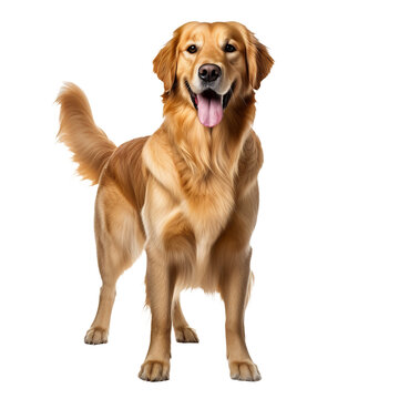 Golden retriever dog displayed in full body stance, isolated on a transparent background.