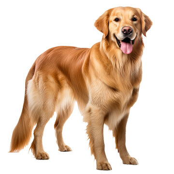 Golden retriever dog image, full body displayed, isolated on a clear, transparent background for versatile use.