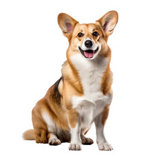 Pembroke Welsh Corgi dog displayed in full body stance, vividly detailed and isolated on a clear transparent background.