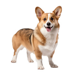 Pembroke Welsh Corgi, full-bodied and alert, stands on a clear transparent background showcasing its compact frame and perky ears.
