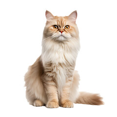 Full-bodied Persian cat with a luxuriant fluffy coat and piercing eyes, elegantly posed, isolated on a clean transparent background.