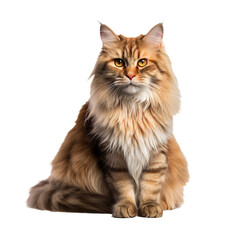 Obraz premium Persian cat, with its luxurious fluffy coat, sits showcased in full body view against a transparent backdrop, with distinct features clearly visible.