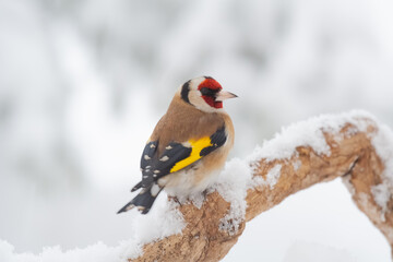 cardellino, goldfinch (Carduelis carduelis)