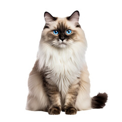 Ragdoll cat, fluffy coat, blue eyes, relaxed pose, detailed fur texture, visible from whiskers to tail, no backdrop, PNG format.