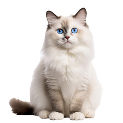 A full body image of a Ragdoll cat, with luxurious fur and bright blue eyes, showcased against a clear, transparent background.