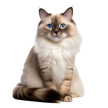 Ragdoll cat, fluffy coat, piercing blue eyes, relaxed pose, full-body display, on a seamless transparent background for versatile use.