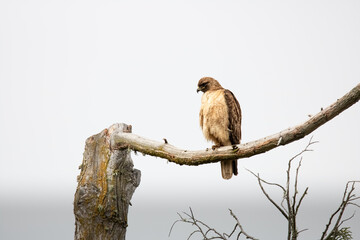 wild bird with a background