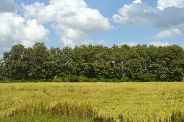 Fototapeta premium rice field in the countryside