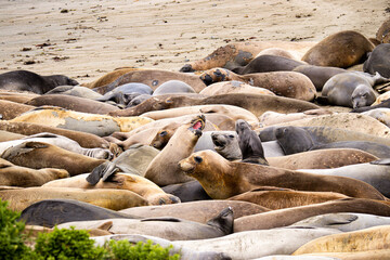 sea lions sleeping