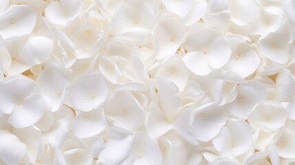 Beautiful white rose petals as background, top view