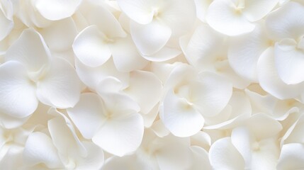 Fototapeta na wymiar Beautiful white rose petals as background, top view