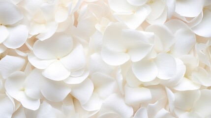Beautiful white rose petals as background, top view
